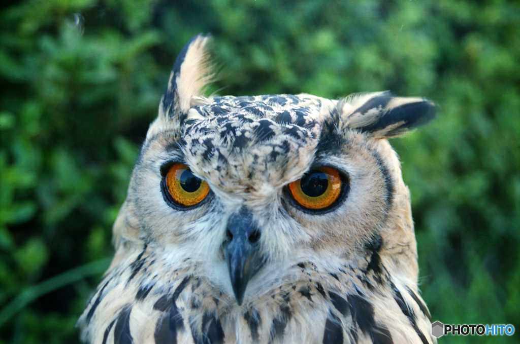 ベンガルワシミミズクのヤマちゃん