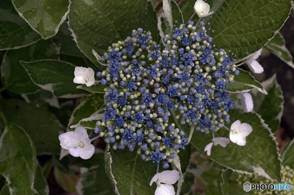 我が家の額紫陽花