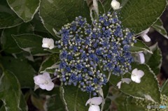 我が家の額紫陽花