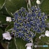 我が家の額紫陽花