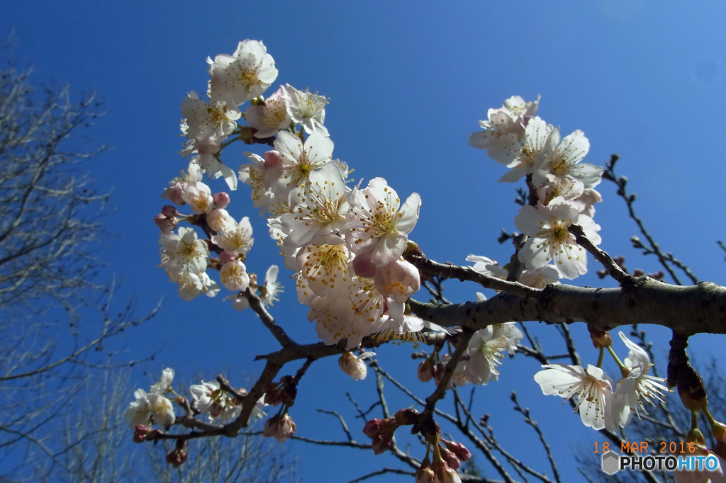  啓翁桜