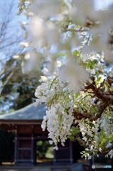真っ白の藤の花