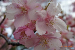 わが町の河津桜