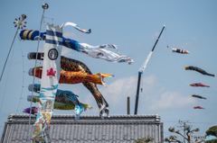 屋根より高い鯉のぼり