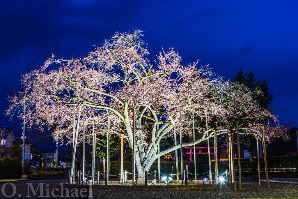 夜桜②