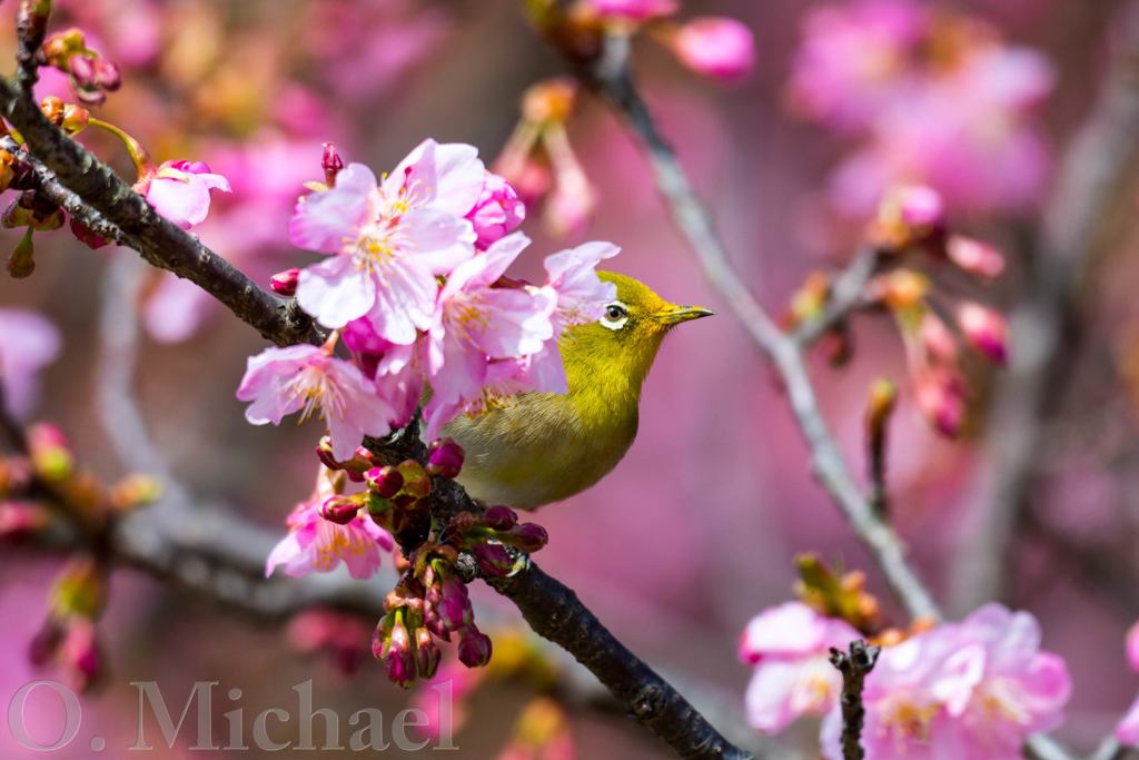 河津桜にメジロ