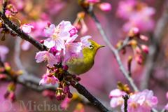 河津桜にメジロ
