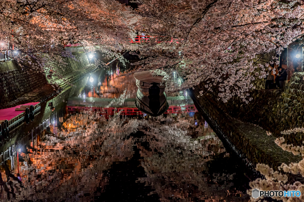 水都の夜桜②