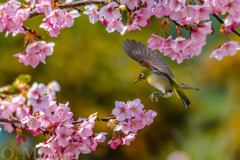 Japanese White-eye①