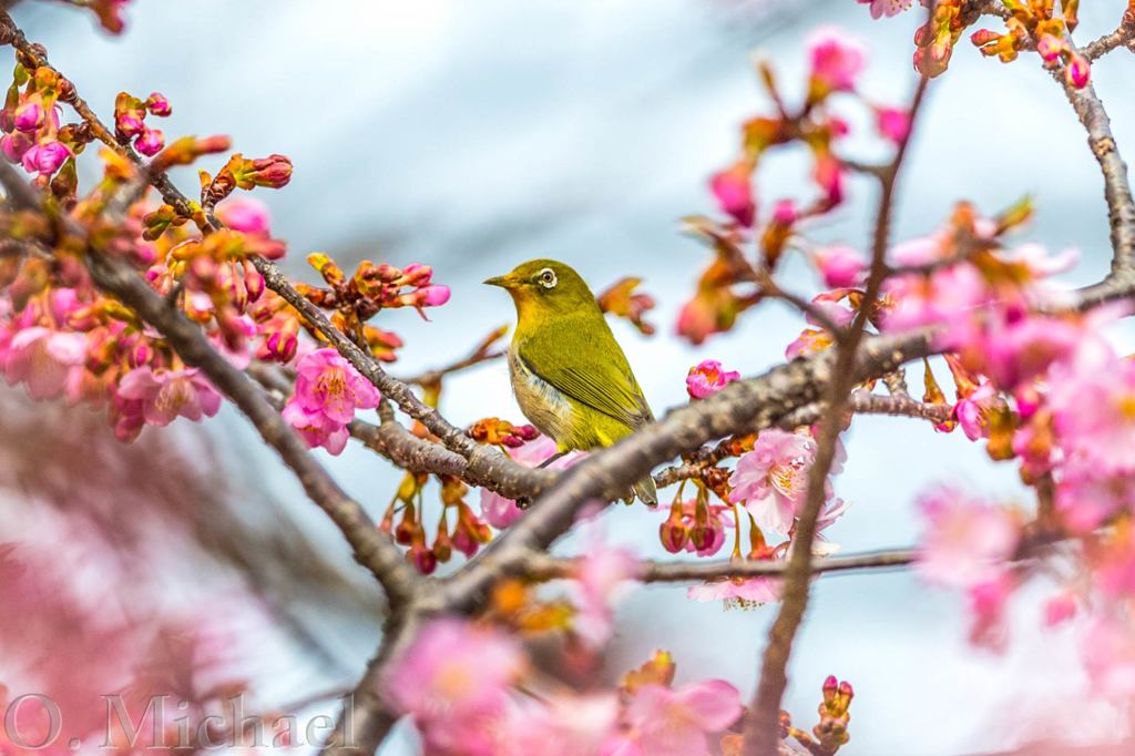 五分咲き河津桜にメジロ