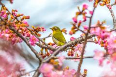 五分咲き河津桜にメジロ
