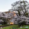 花咲く駅舎⑦