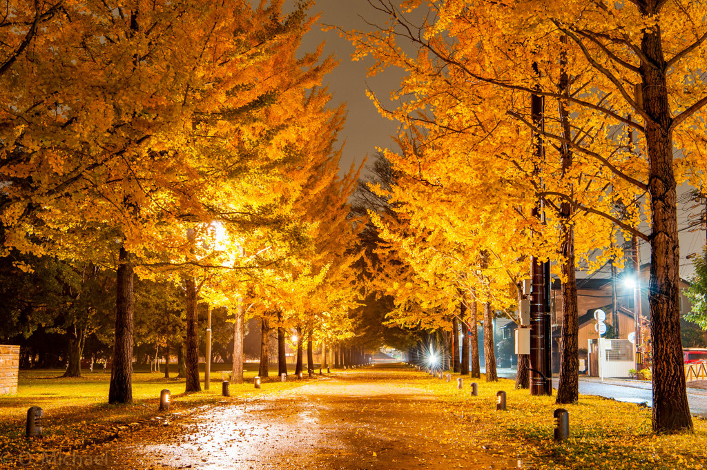 2015/11/14 Line of Gingko Trees ①