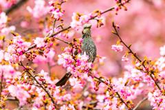 五分咲き河津桜にヒヨドリ