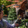 Falconer and Falcon ①