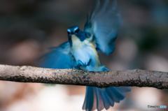 幻の青い鳥