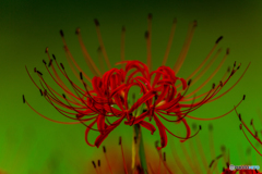 曼珠沙華