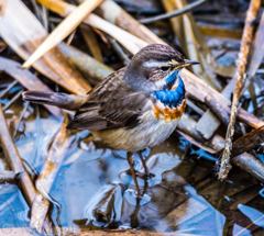 Male Bluethroat①