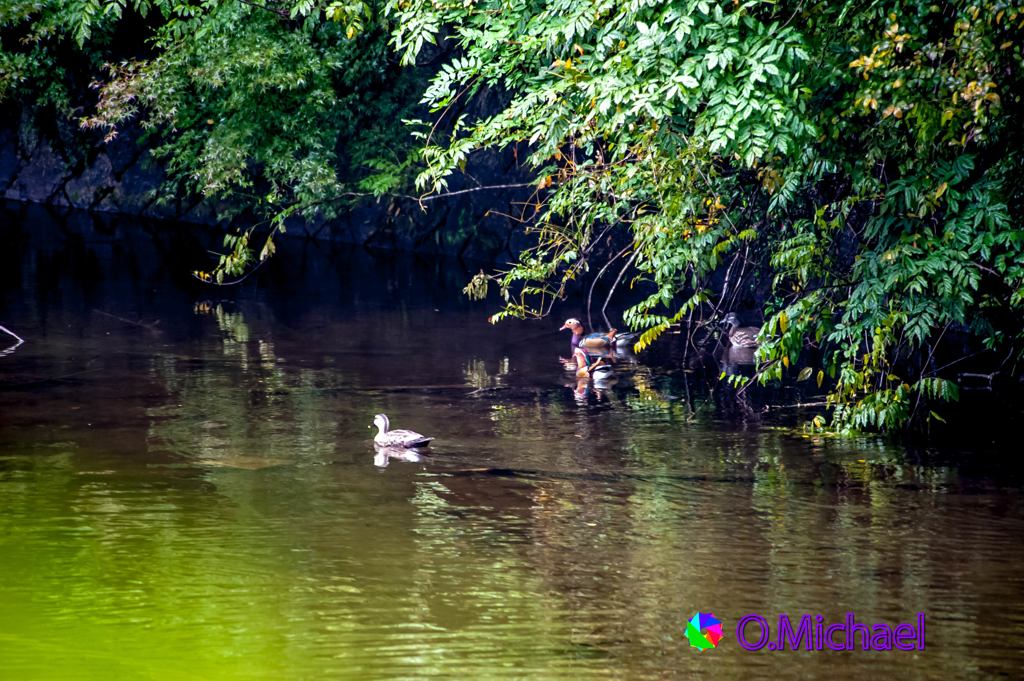 Residents in the Matsuoike ①　