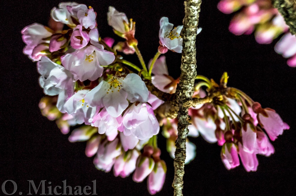 夜桜①