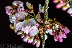 夜桜①