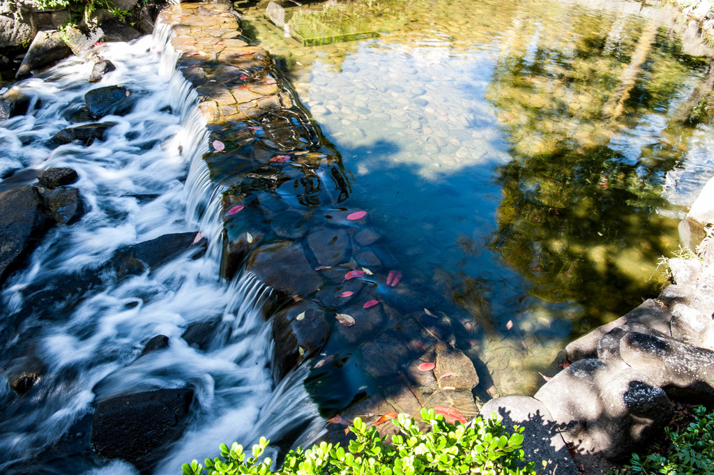 Fallen leaves ②