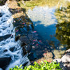 Fallen leaves ②