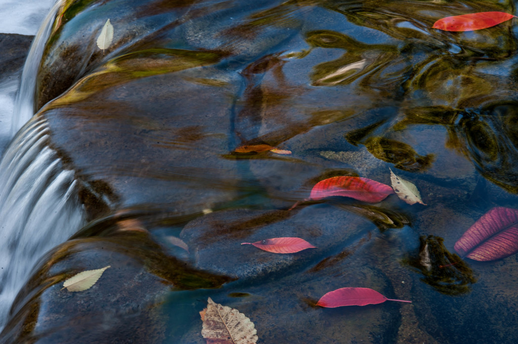 Fallen leaves　①