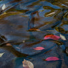 Fallen leaves　①