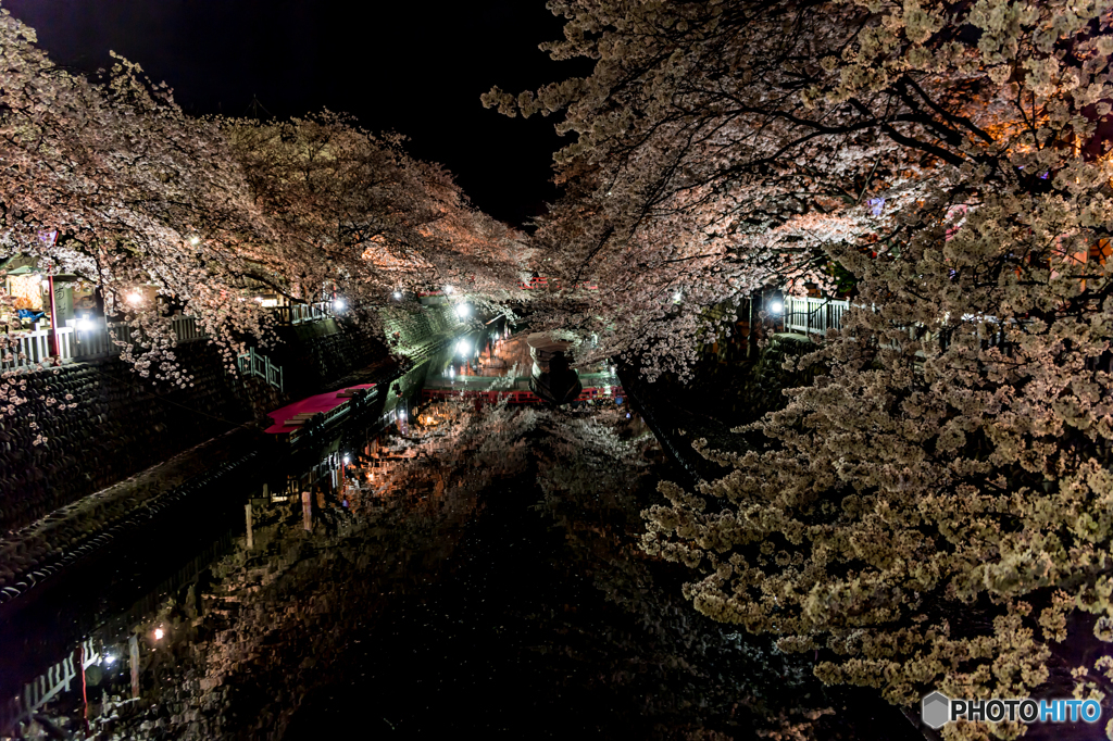 水都の夜桜
