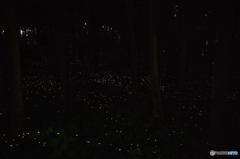 ヒメボタルの夜