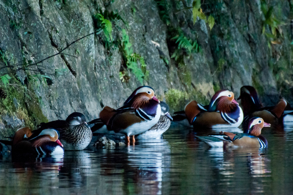 Residents in the Matsuoike ③　