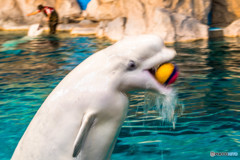 名古屋港水族館にて④