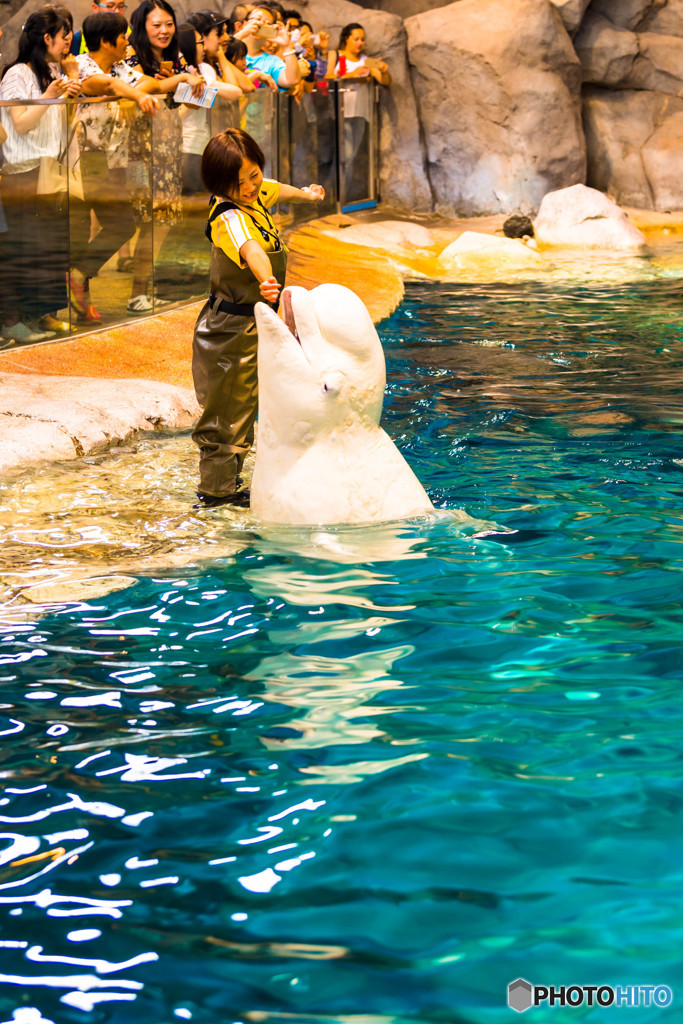 名古屋港水族館にて⑤