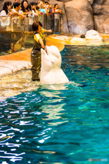 名古屋港水族館にて⑤