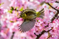 Japanese White-eye③