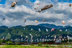 橘香る朝風に♪