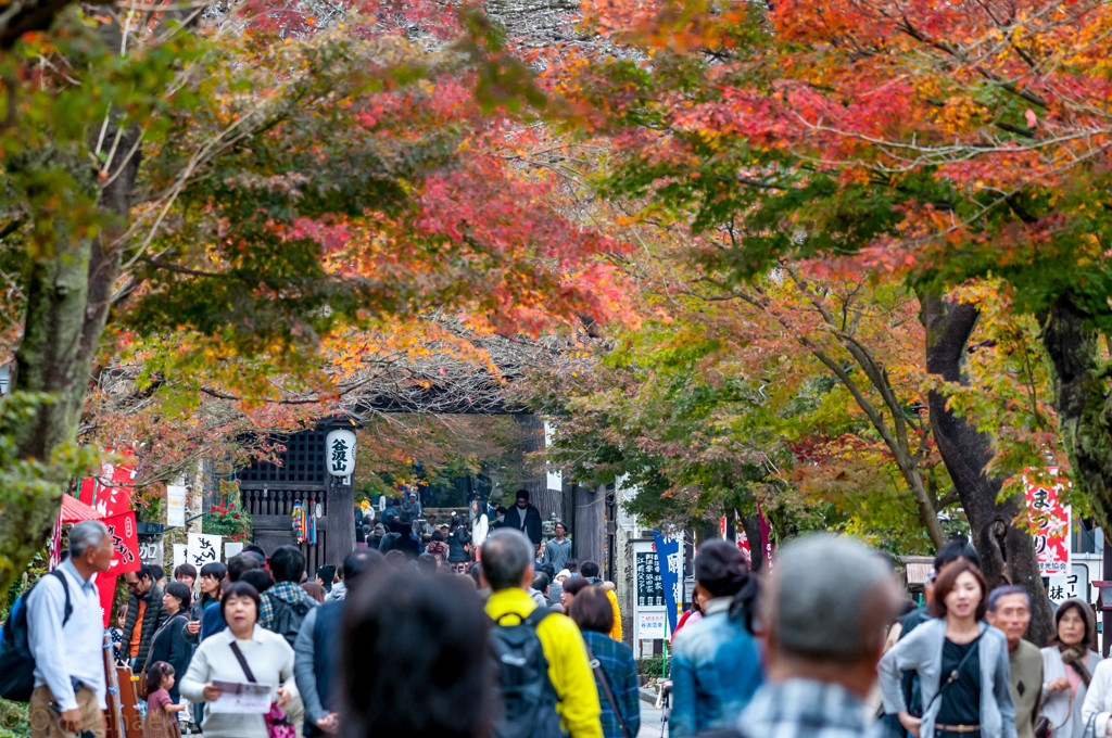 2015/11/22 谷汲山華厳寺 ②