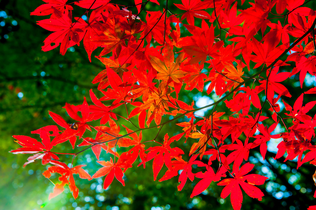 Red Leaves of Autumn