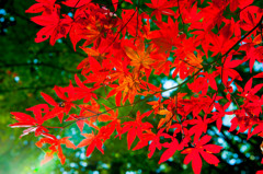 Red Leaves of Autumn