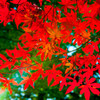 Red Leaves of Autumn