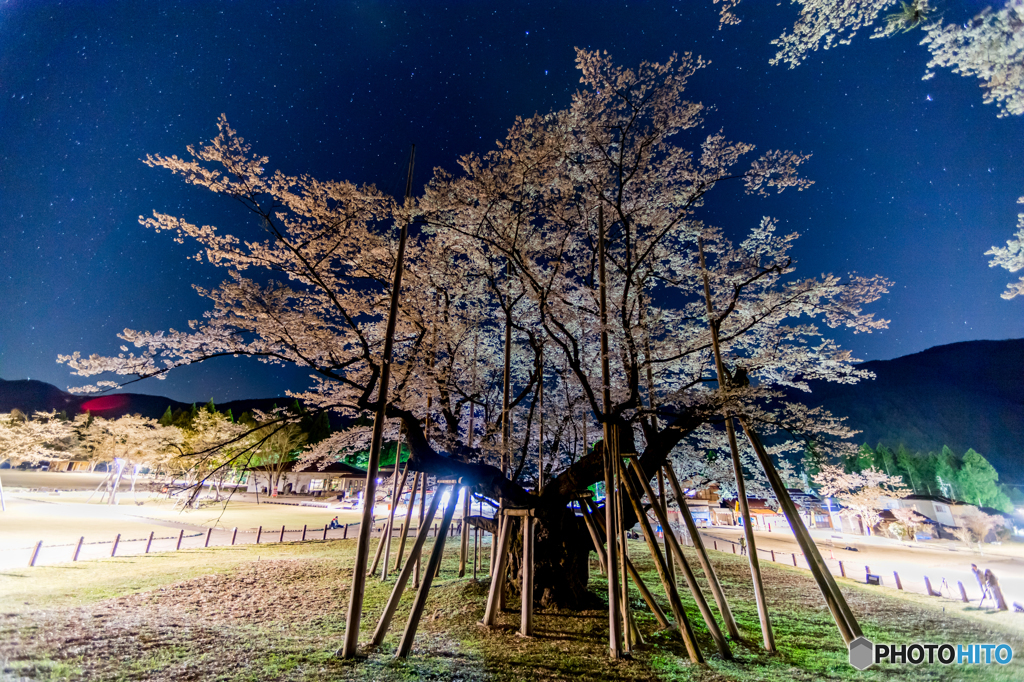 うすずみ桜の里②