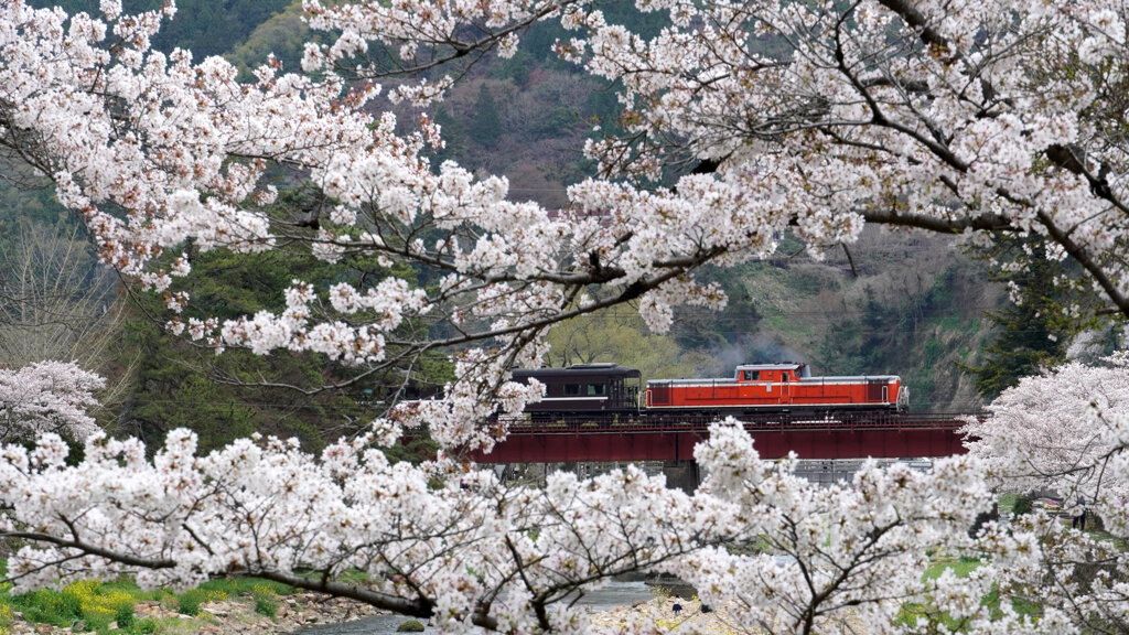 満開の桜とDLやまぐち号