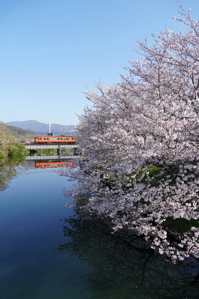 桜とタラコの鏡