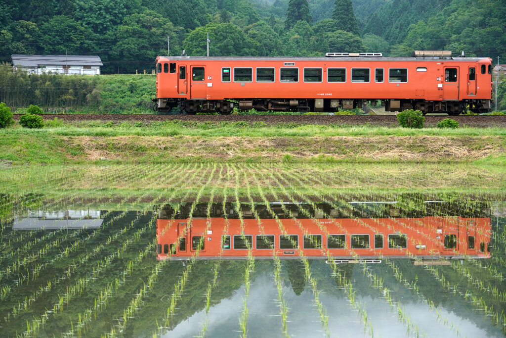 早苗田とタラコ