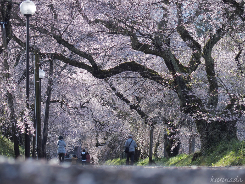 それぞれの桜道