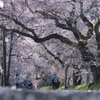 それぞれの桜道