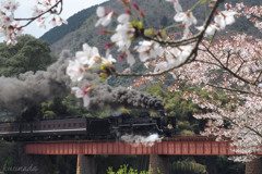 散りゆく桜とやまぐち号