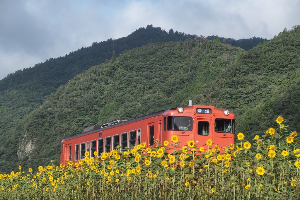 ひまわり列車