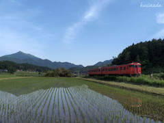 水田とタラコ